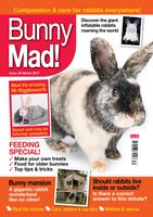 BunnyMadIssue30.jpg