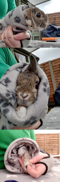 File:Bunritto collage.jpg