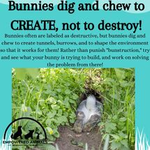 BunniesDigAndChew.jpg