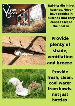 VeterinaryVoicesUK-HeatStroke1.jpg