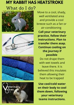 VeterinaryVoicesUK-HeatStroke3.jpg