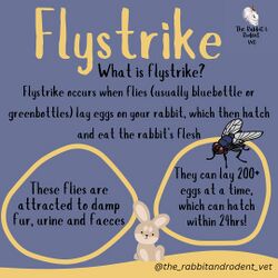 TheRabbitRodentVetFlyStrike1.jpg
