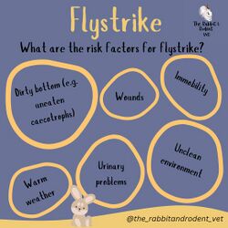 TheRabbitRodentVetFlyStrike2.jpg