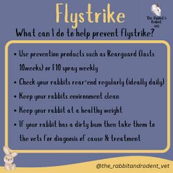 TheRabbitRodentVetFlyStrike3.jpg