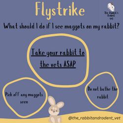 TheRabbitRodentVetFlyStrike4.jpg