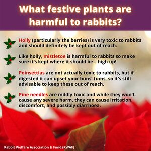 WhatFestivePlantsAreToxicToRabbits.jpg