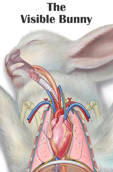File:TheVisibleBunny.jpg