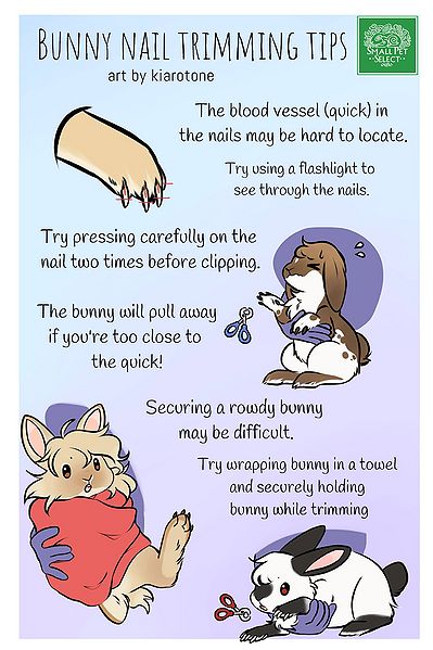 File:BunnyNailTrimmingTips.jpg