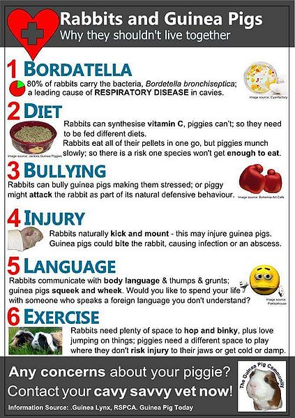 File:RabbitsAndGuineaPigs WhyTheyShouldNotLiveTogether.jpg