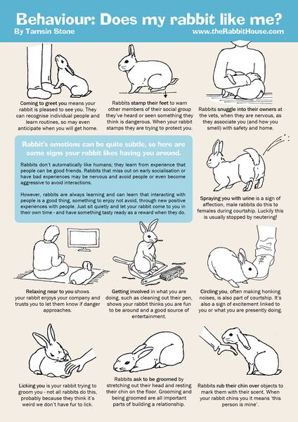 File:Rabbit house behavior like.jpg