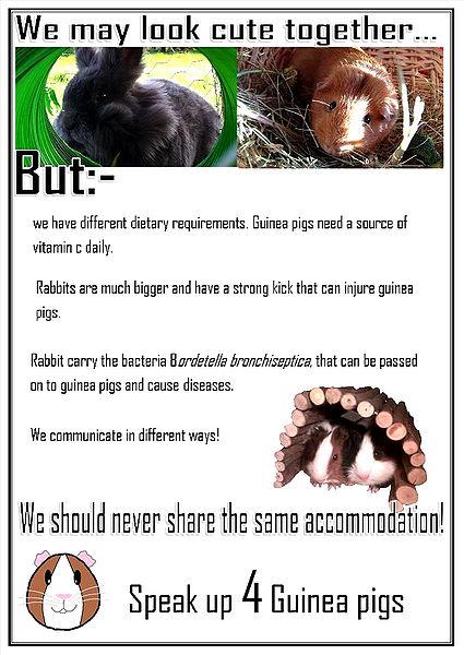 File:Speak-up-for-guinea-pigs1.jpg