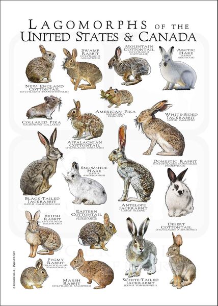 File:Roger Hall Lagomorphs US Canada.jpg