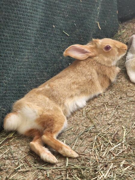 File:Dlaw99 Goob-1 2022-06.jpg