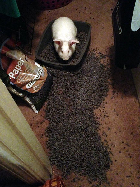 File:Jadeycakes alice litter mess.jpg