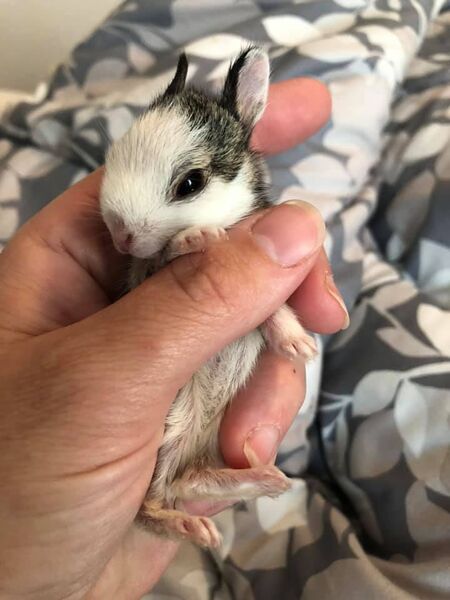 File:KC leucistic newborn cottontail-2020.jpg