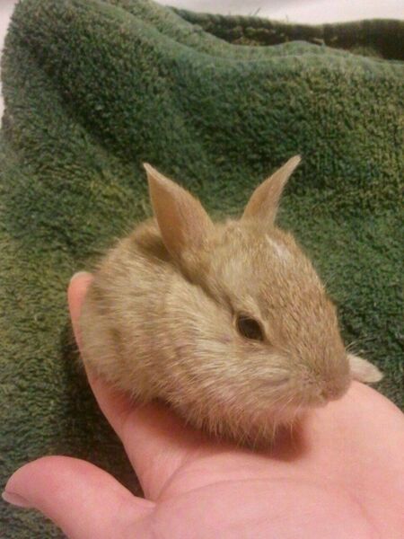 File:NWR leucistic cottontail-2013.jpg