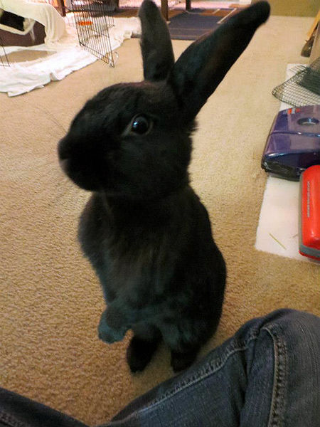 File:Sneakydragon luna standing pellets.jpg