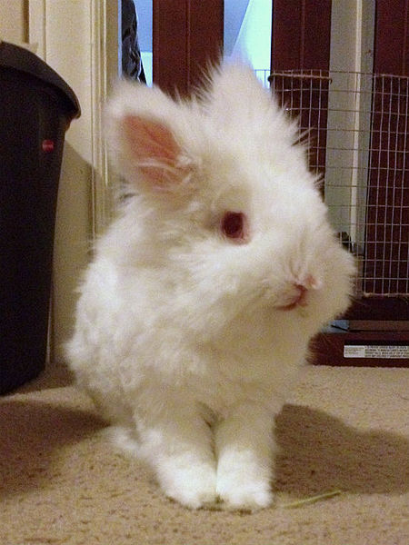 File:Speakstruth cricket lionhead haircut.jpg