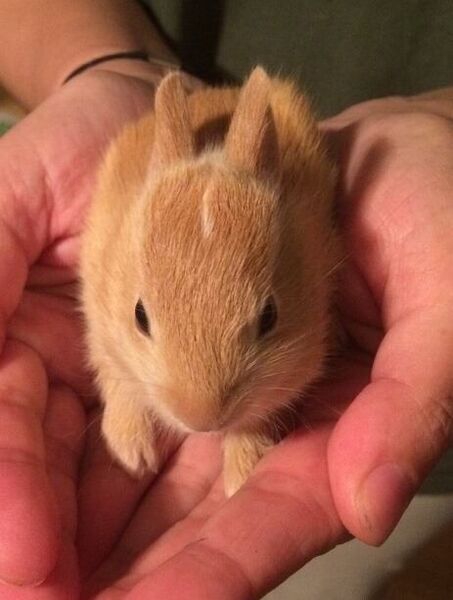 File:Red Creek leucistic cottontail-2017.jpg