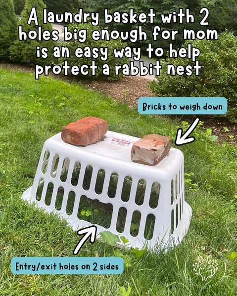 File:CottontailCottageWildlifeRehab ProtectNest.jpg