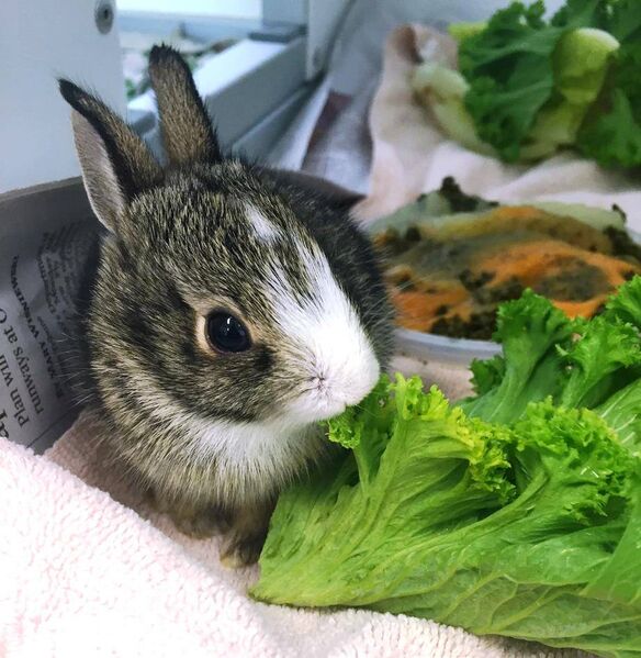 File:Leucistic baby eastern cottontail.jpg