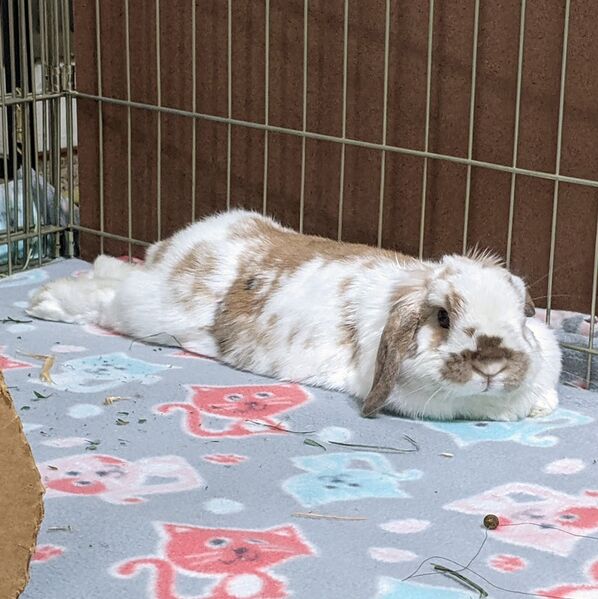 File:SneakyDragon hollandlop flop.jpeg