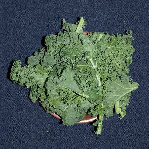 File:Hb-kale.jpeg