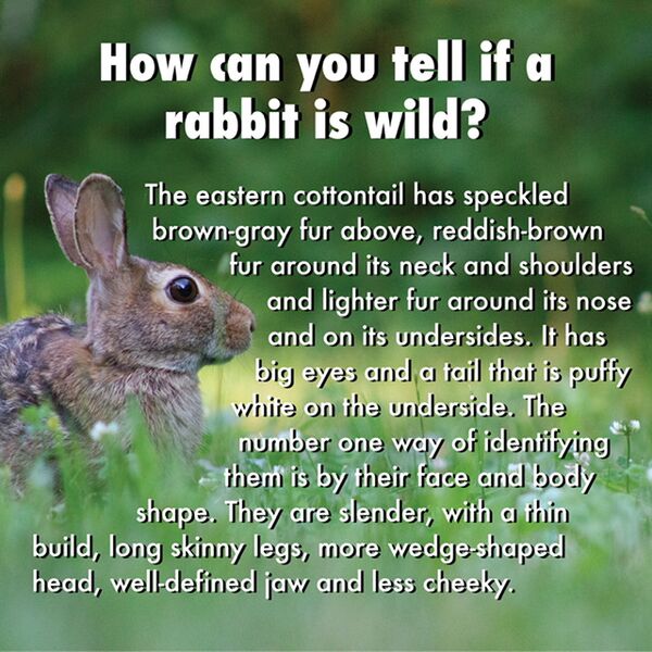 File:LIRR wild info 2022-04.jpg