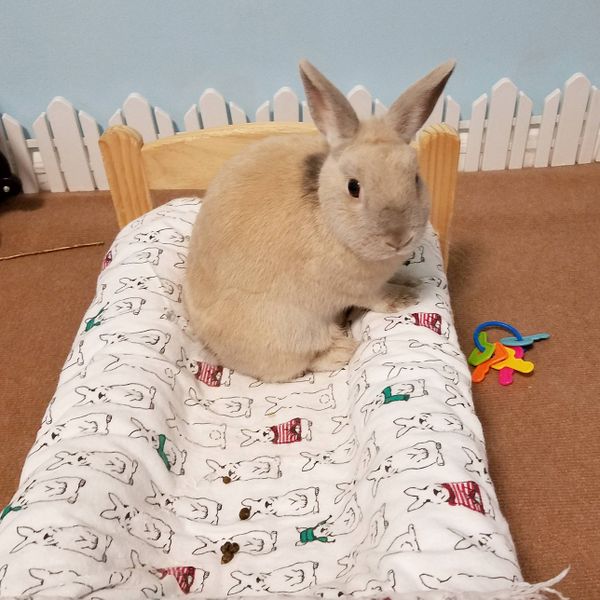 File:Pycbunny minifence.jpg