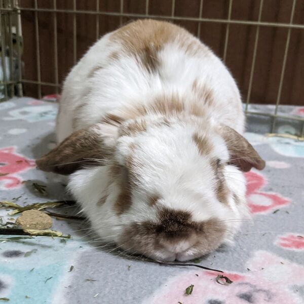 File:SneakyDragon hollandlop presenting pets.jpeg