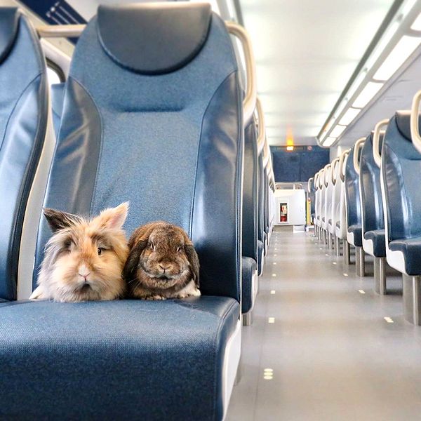 File:Sumba- BurnyOnATrainB.jpg