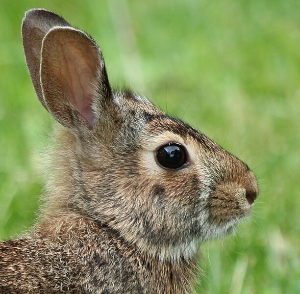 File:INHF-Eastern-Cottontails.jpg