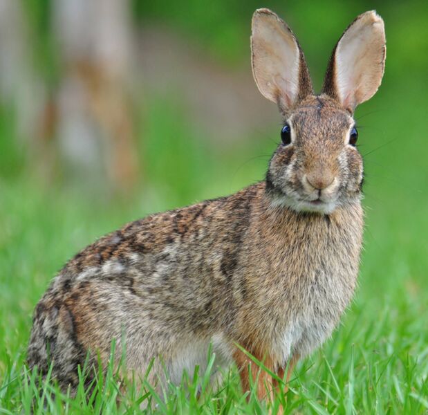 File:Wikipedia eastern cottontail.jpg