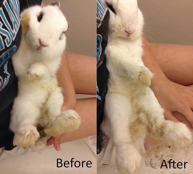 File:Speakstruth drybuttbath.jpg