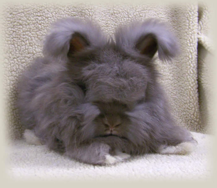 File:Breeds-englishangora-chocolate.jpg