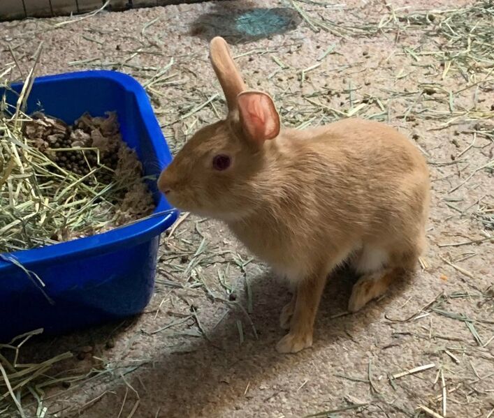 File:Dlaw99 Goob-2 2022-06.jpg