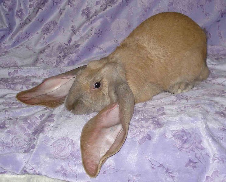 File:Breeds-englishlop-bluetort.jpg
