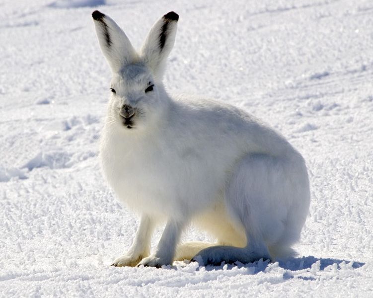 File:Winter arctic hare.jpg