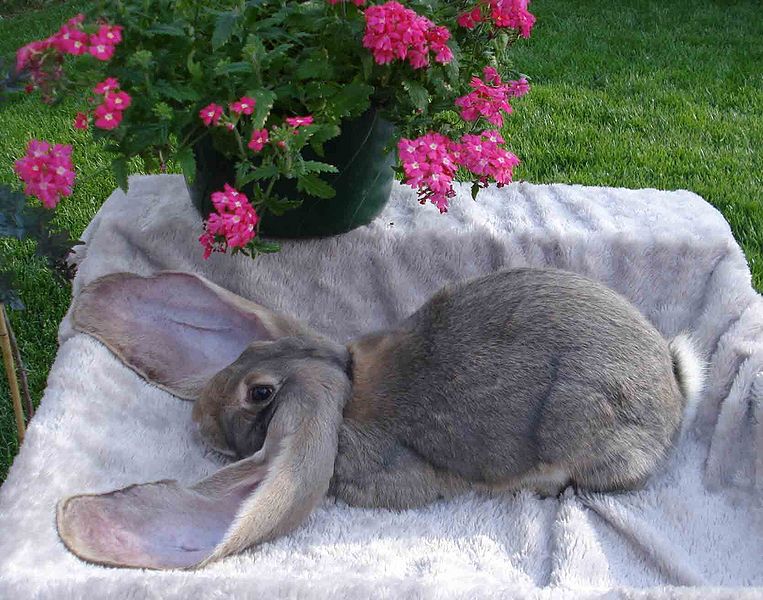 File:Breeds-englishlop-opal.jpg