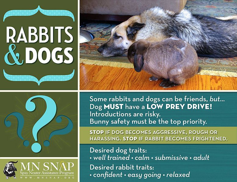File:MN-SNAP-RabbitsAndDogs1.jpg