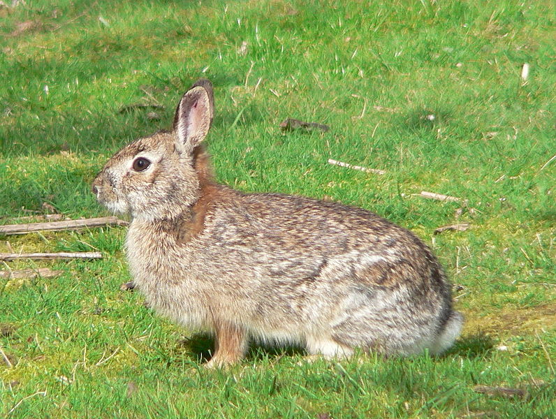 File:Sylvilagus bachmani 01035t.JPG