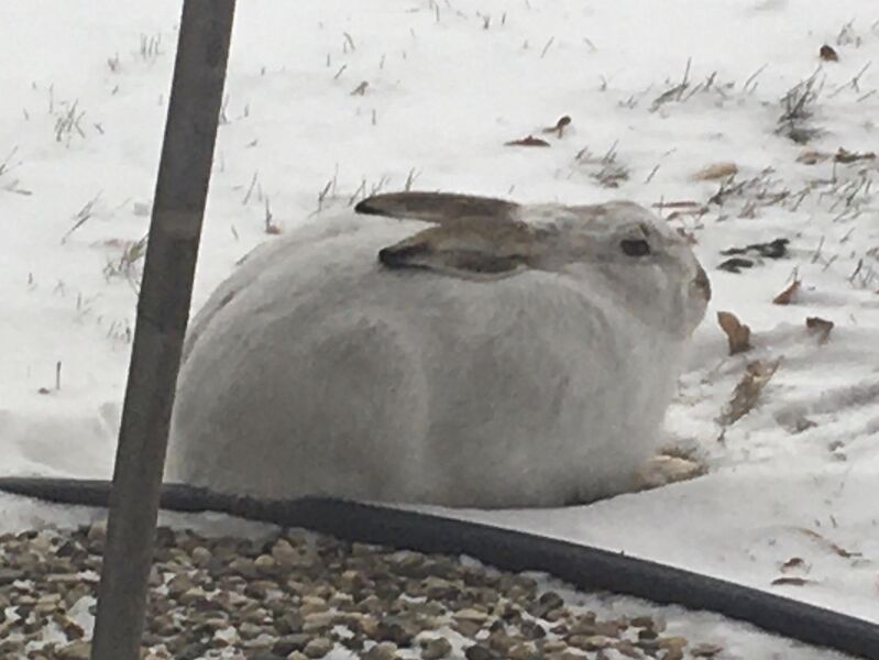 File:OddEmergency8587 wild white-tailed jackrabbit winter.jpg