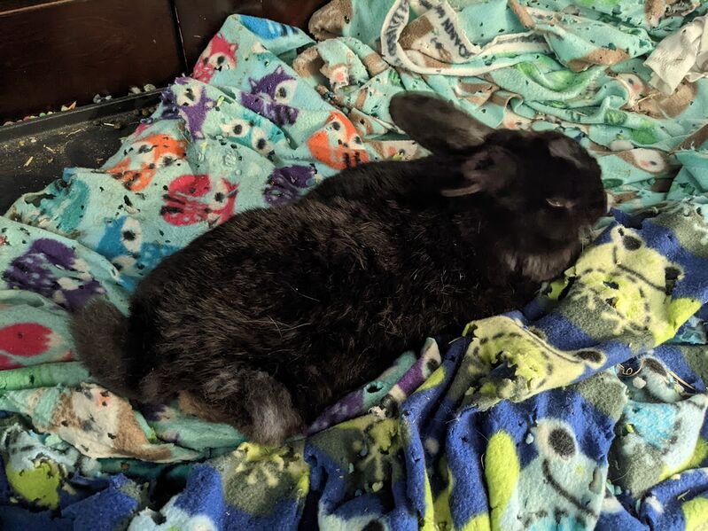 File:SneakyDragon Luna discomfort.jpg