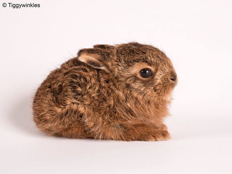 File:Tiggywinkles baby leveret.jpg
