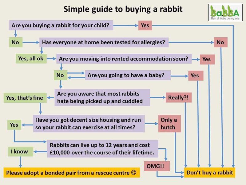 File:Babba rabbit buying guide.jpg