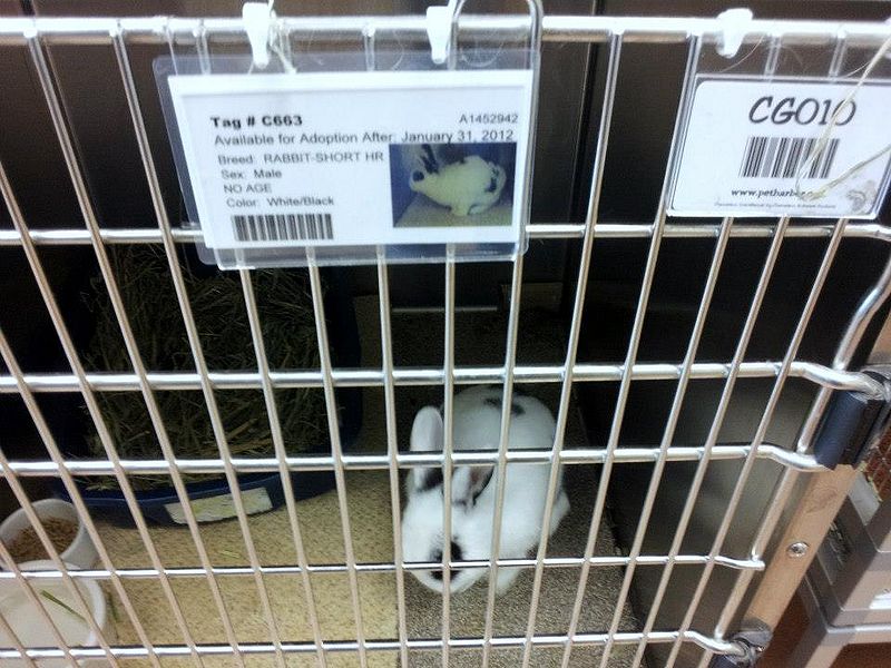 File:Baobao shelter.jpg