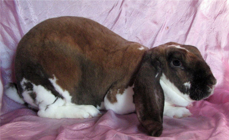 File:Breeds-velveteenlop-brokentort.jpg