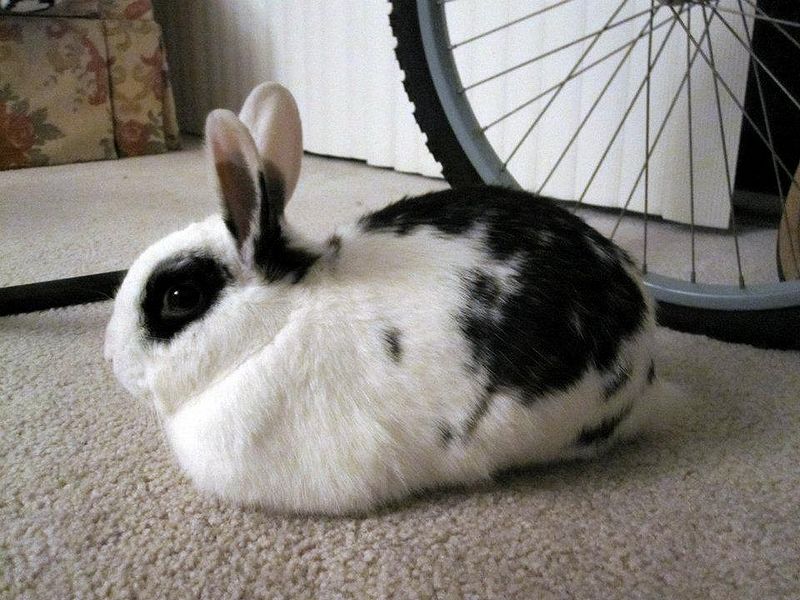 File:Bunloaf.jpg
