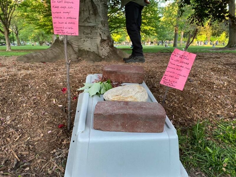 File:GoldenBoughWildlife nest protect crate.jpg