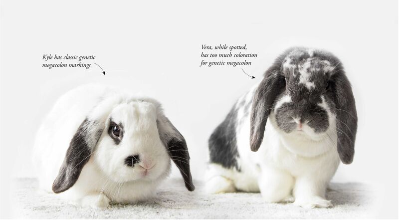 File:LIRR megacolon example 2022-04.jpg